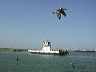 pelican